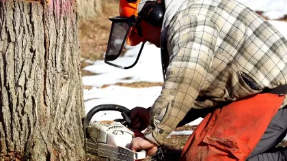 A Rufina, Pelago e Dicomano lavori forestali in corso a cura del Consorzio di Bonifica